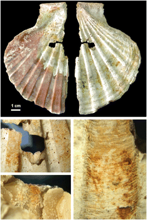 Pierced, pigment-stained shells from  João Zilhão's 2010 excavation of 2 Neanderthal sites. 